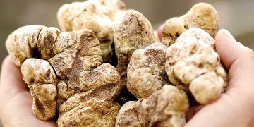 فطر الترفاس الصحراوي…المنيعة نموذج في الابتكار الزراعي