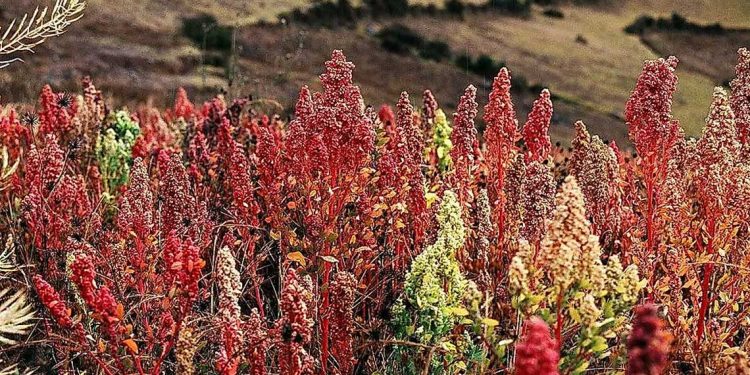 زراعة الكينوا…يوم دراسي لتشجيع وتنويع المحاصيل الزراعية