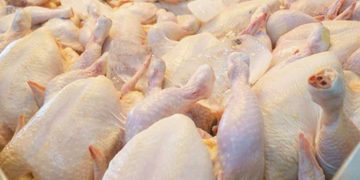 تموين السوق بالدجاج المجمد تحسبًا لرمضان