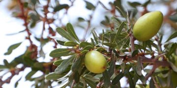 زراعة شجرة الأرغان….نحو خلق شبكة أنشطة جنوب البلاد