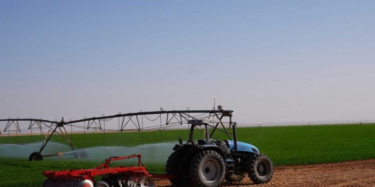 ياسين وليد…تقدّم ملموس في شعبة الحبوب بمناطق الجنوب الجزائري