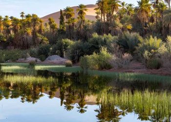 مركز بحث علمي يحصل على مشروع دولي لدراسة تقنيات التبريد في واحات المزاب