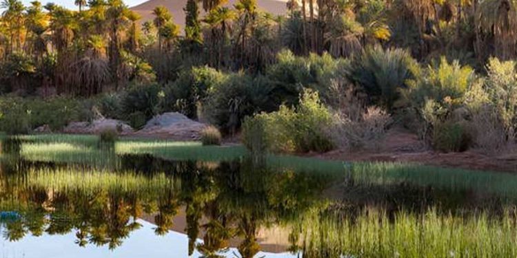 مركز بحث علمي يحصل على مشروع دولي لدراسة تقنيات التبريد في واحات المزاب