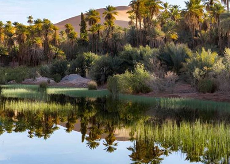 مركز بحث علمي يحصل على مشروع دولي لدراسة تقنيات التبريد في واحات المزاب