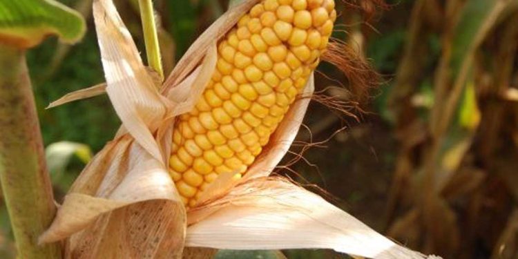 وزير الفلاحة من تيميمون…برنامج طموح لزراعة الذرة الحبية